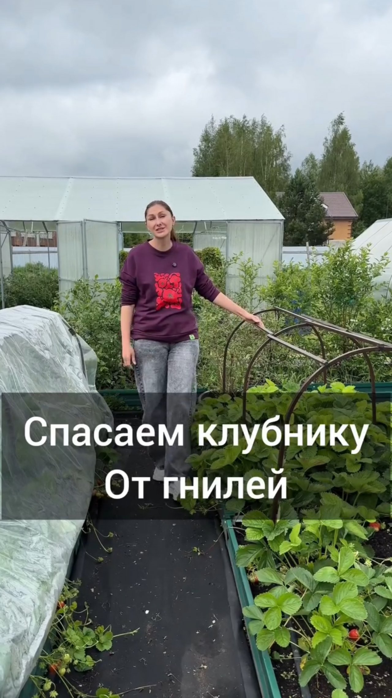 ☔️ Затяжные дожди не проходят бесследно и наш шикарный урожай клубники🍓, к сожалению,  начал подгни