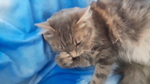 КАКИЕ ТАЙНЫ СКРЫВАЮТ ПОЗЫ СПЯЩЕЙ КОШКИ ❓️🤔