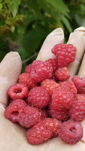 #reels #малина #short #shorts #margo #shortvideo #shortsvideo #nature #flovers #garden #gardening