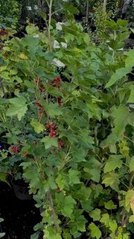 КРАСНАЯ СМОРОДИНА