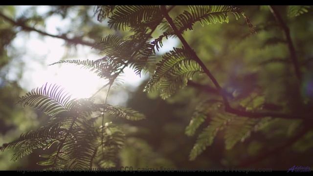 Почему этот лес НЕНАВИДИТ тишину - Obscure -- Mello C -- 7 Beats