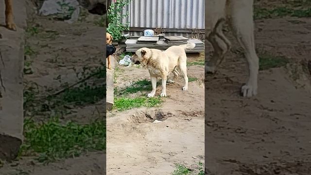 Домашнему приюту очень нужен корм 🙏 8985 193 0027