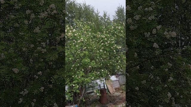 1000097528.mp4