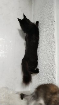 Прикол: Ноча - Кошка Паук, или Хорошего экзерциста не порекомендуете?