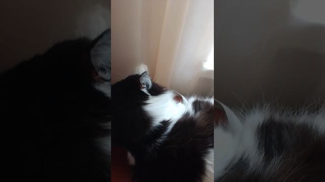 мая кошка Маруся 😽