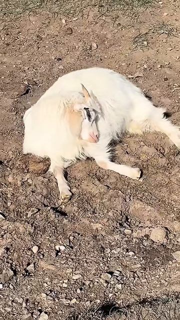 Показалось