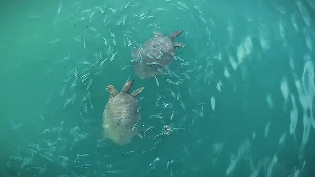 Где посмотреть больших морских черепах бесплатно в Сиде, Турция