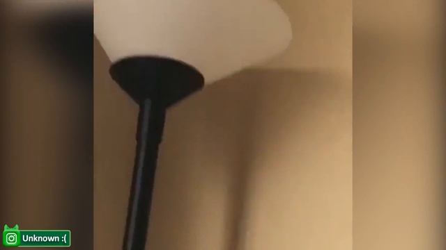 Потрясающие забавные кошки и собаки из Tik Tok - самые смешные и милые видео с животными