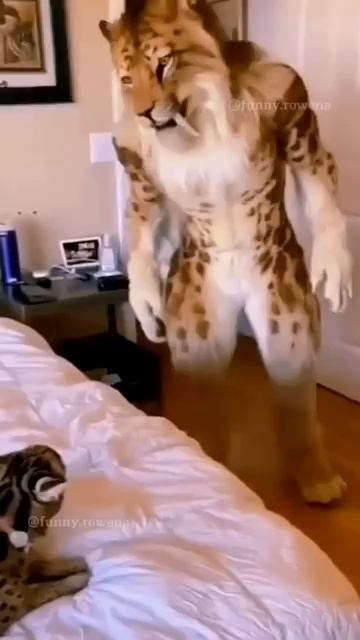 The end 🤣🤣 #shorts #funny #cat #dog #pets #animals #memes #cute