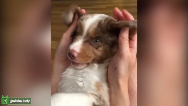 Самые смешные видео с кошками и собаками - Потрясающие Смешные и Милые Видео с домашними животными