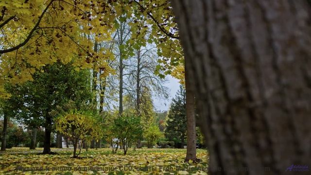 Ты точно ОДИН слушаешь это - A Root Revived -- Blue Sky Moon -- Prophet and Loss