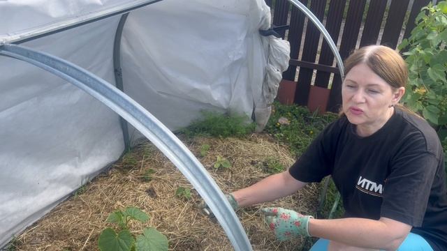 В открытом грунте  появилась первая завязь у огурца.