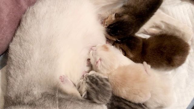 Кошка Кайли кормит котят.