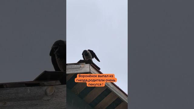 Воронёнок выпал из гнезда,родители очень пекутся над ним,защищают.