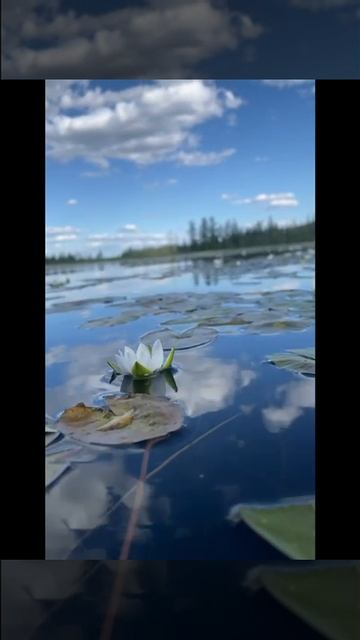 Кувшинки