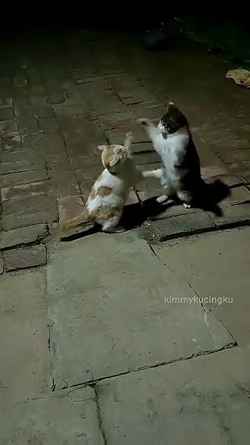 Осторожно, котики!43