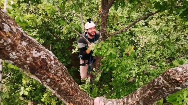 блиц-курс для новичков мастерской древонавтики TreeWalkers (tree climbing course for newbies)
