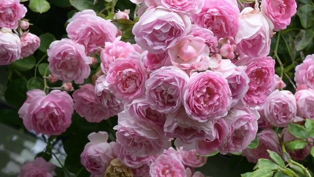 Цветы и букеты 27