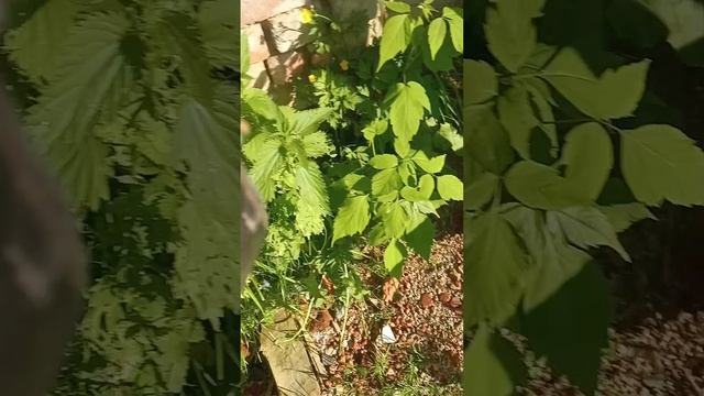 1000007563.mp4