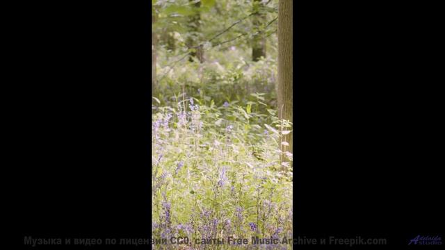 Осенний лес и тёплые аккорды! - Hanging By A String -- Derek Clegg -- Solar