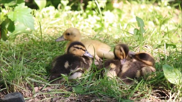Дикие утки свободно ходят по зоопарку со своими птенцами 16.06.2025