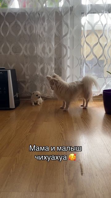 Два мальчика чихуахуа свободны 🥰