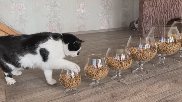 Лапки против ловушки! Кто доберётся до угощения? 🐾🍖