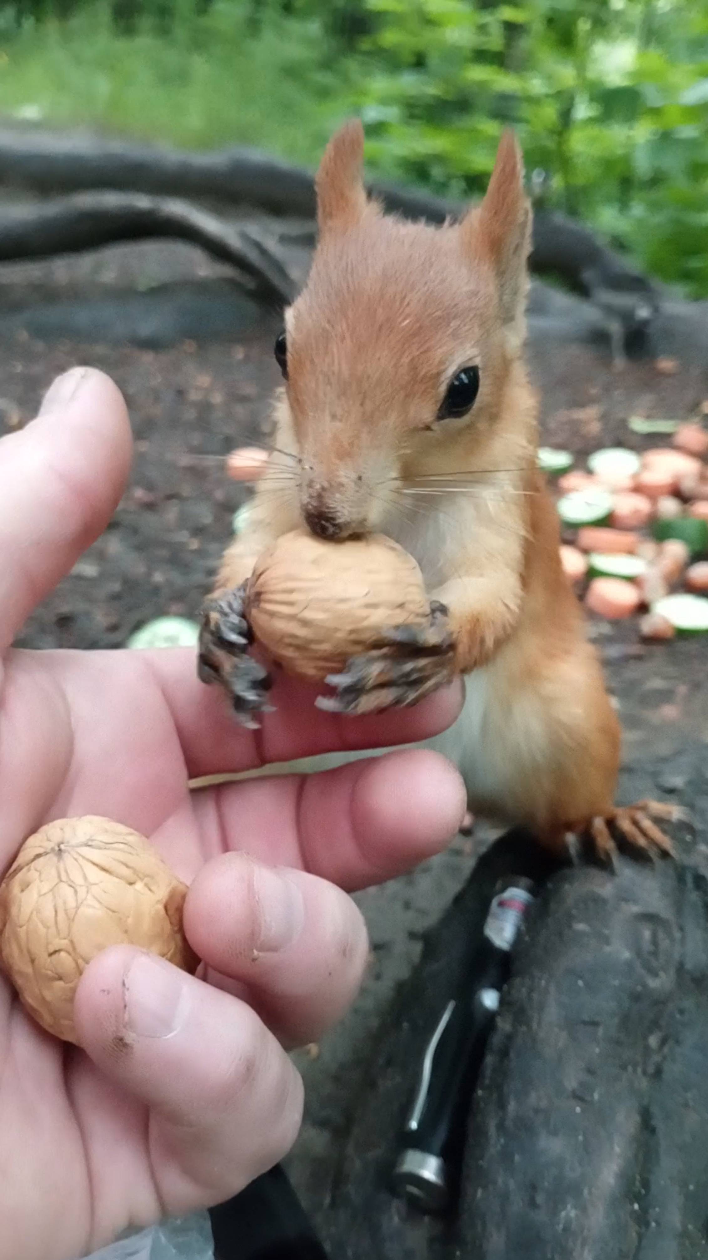 Орешки для белок