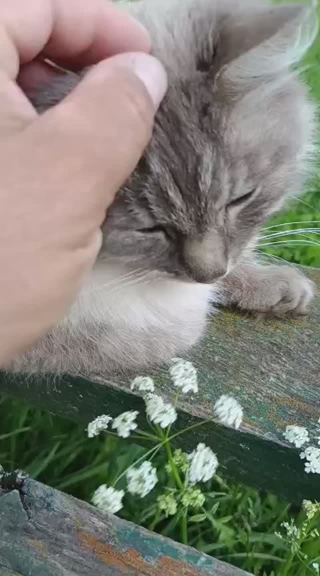 Барышня уже легли и просють)