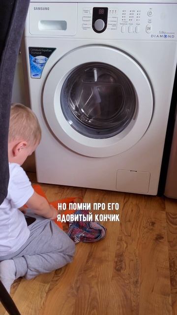 Маленький скорпиончик 🤯