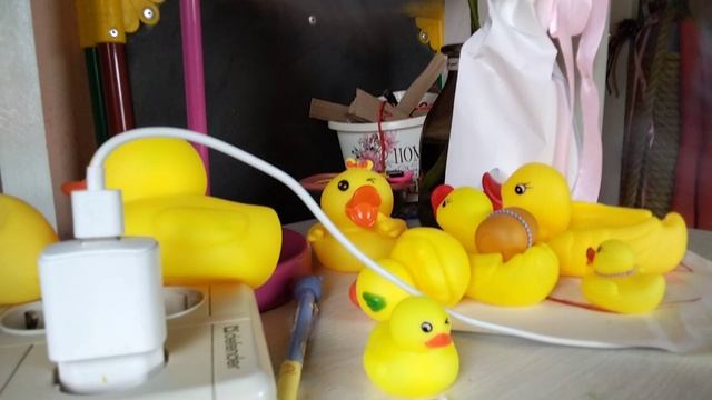 кошка и утки часть 2