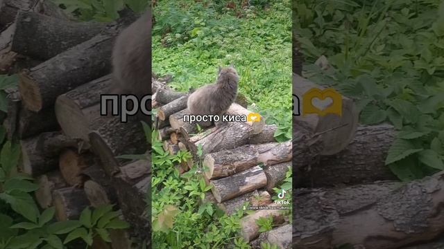 милое видео 🐱