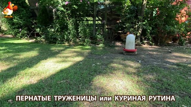 Куры несушки свободного выгула и их обычная куриная рутина – эпизод (472)