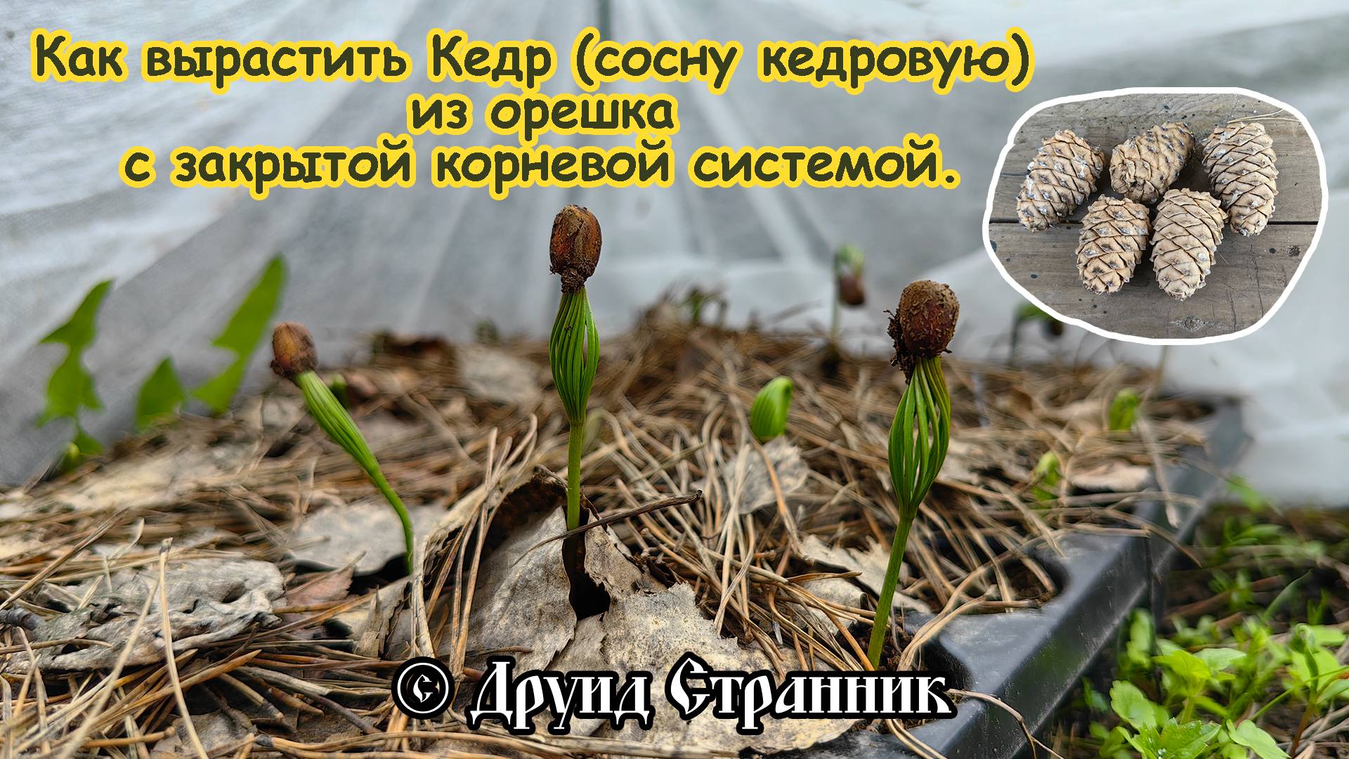 Как вырастить Кедр (сосну кедровую сибирскую) из орешка с закрытой корневой системой!