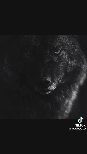 51bcf18923f34af6f418bfd6becc3f2c.mp4