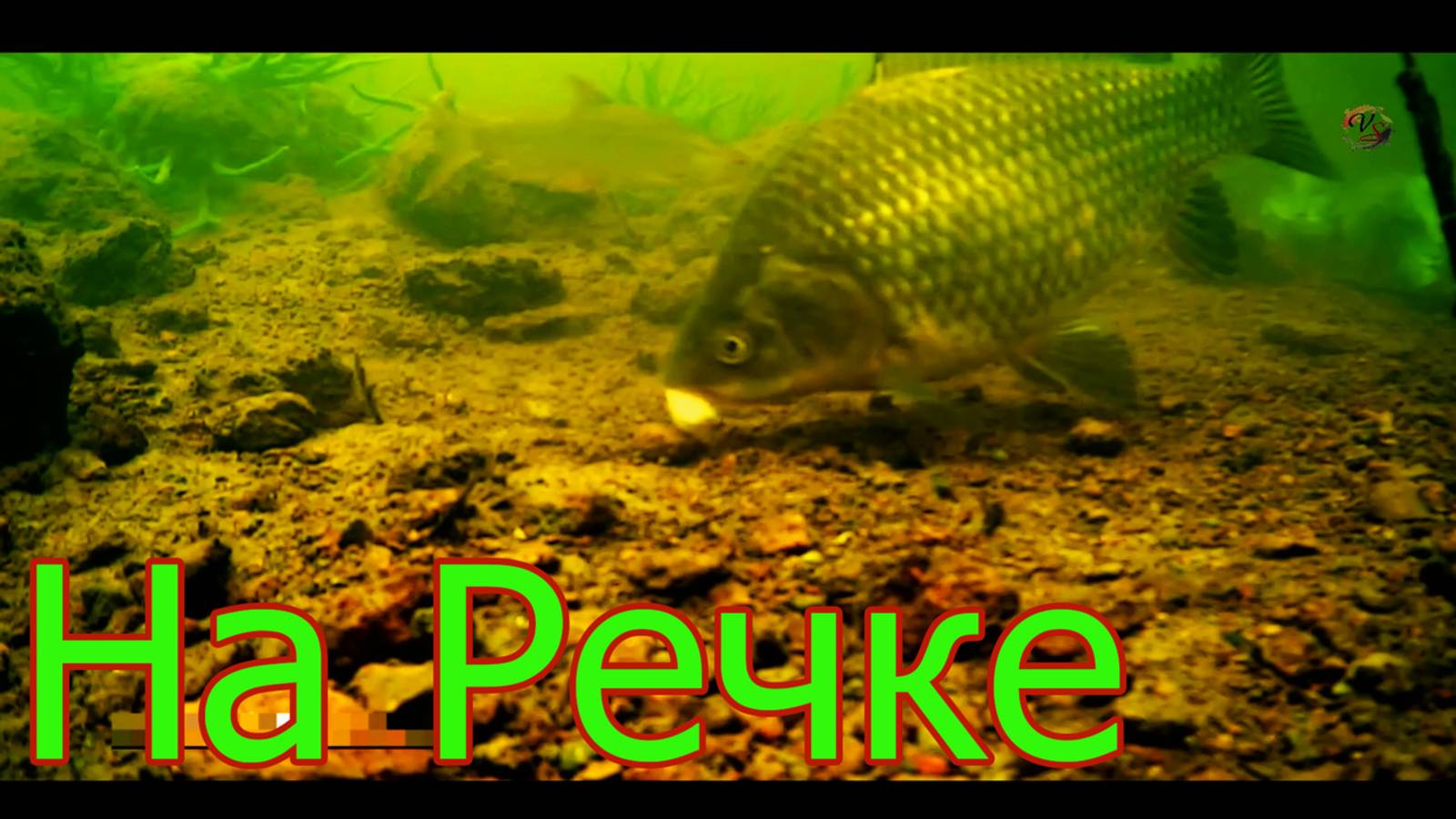 РЫБАЛКА на Речке на поплавок. Насадка Хлеб. Fishing