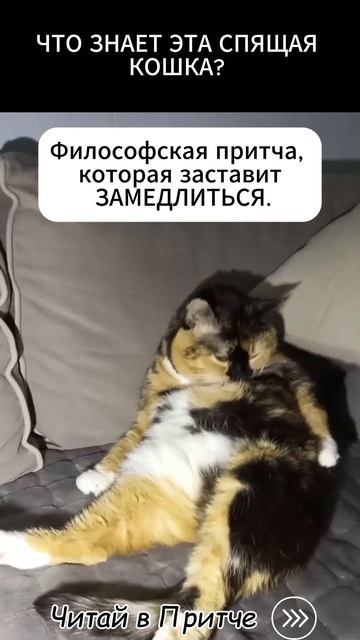 Притча "Когда я сплю — я сплю" или Философский секрет Спящей Кошки🐱