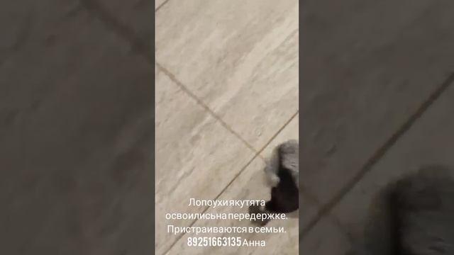 21-06-2025 лопоухи якутята пристраиваются в семьи