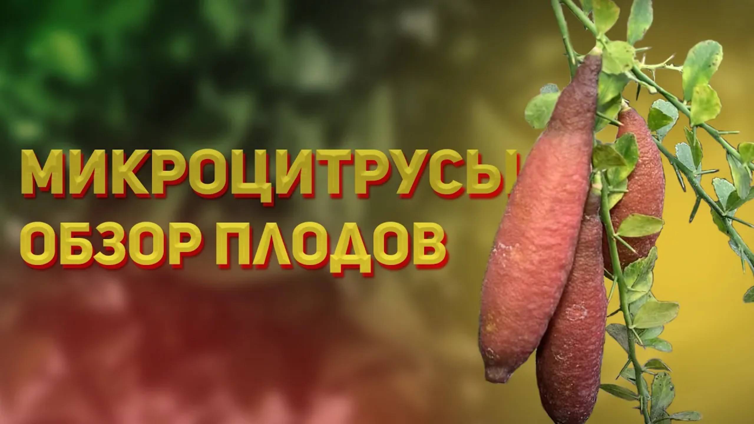 Наши микроцитрусы - обзор плодов. Октябрь. CitrusParadise.