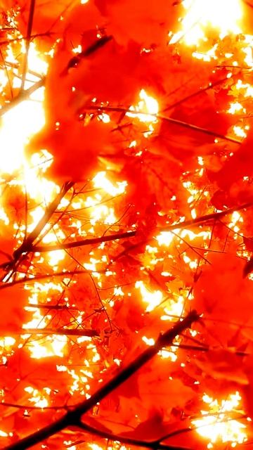 Камера поймала невероятный кадр