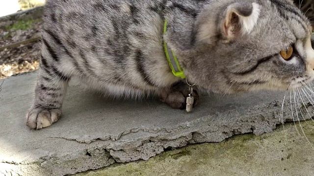 Кошка иностранная