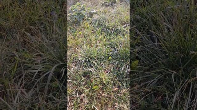 ловим красивую бабочку 🦋
