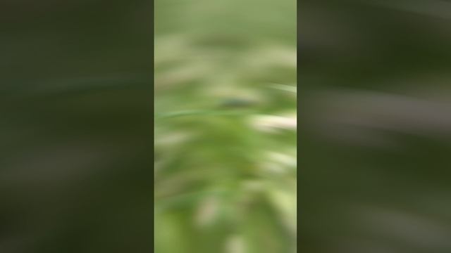 Полянкина жизнь.mp4
