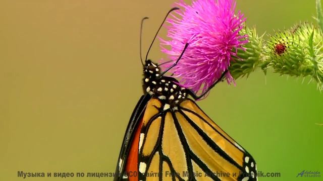Поляны дышат, пока мелодия ведёт вас за собой - Happy Days -- Scott Holmes Music -- Happy Background