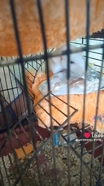 Роки ест шоколадный йогурт от чудо вот этот милашка 🐭🍫🍚 ролик из лайками 2025 г. 👀🤪