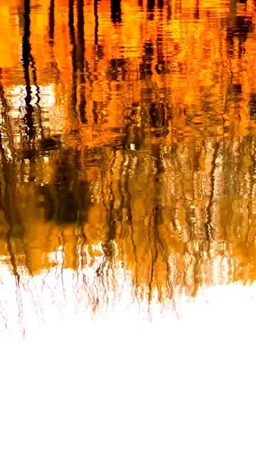 Камера сняла курьёзный случай