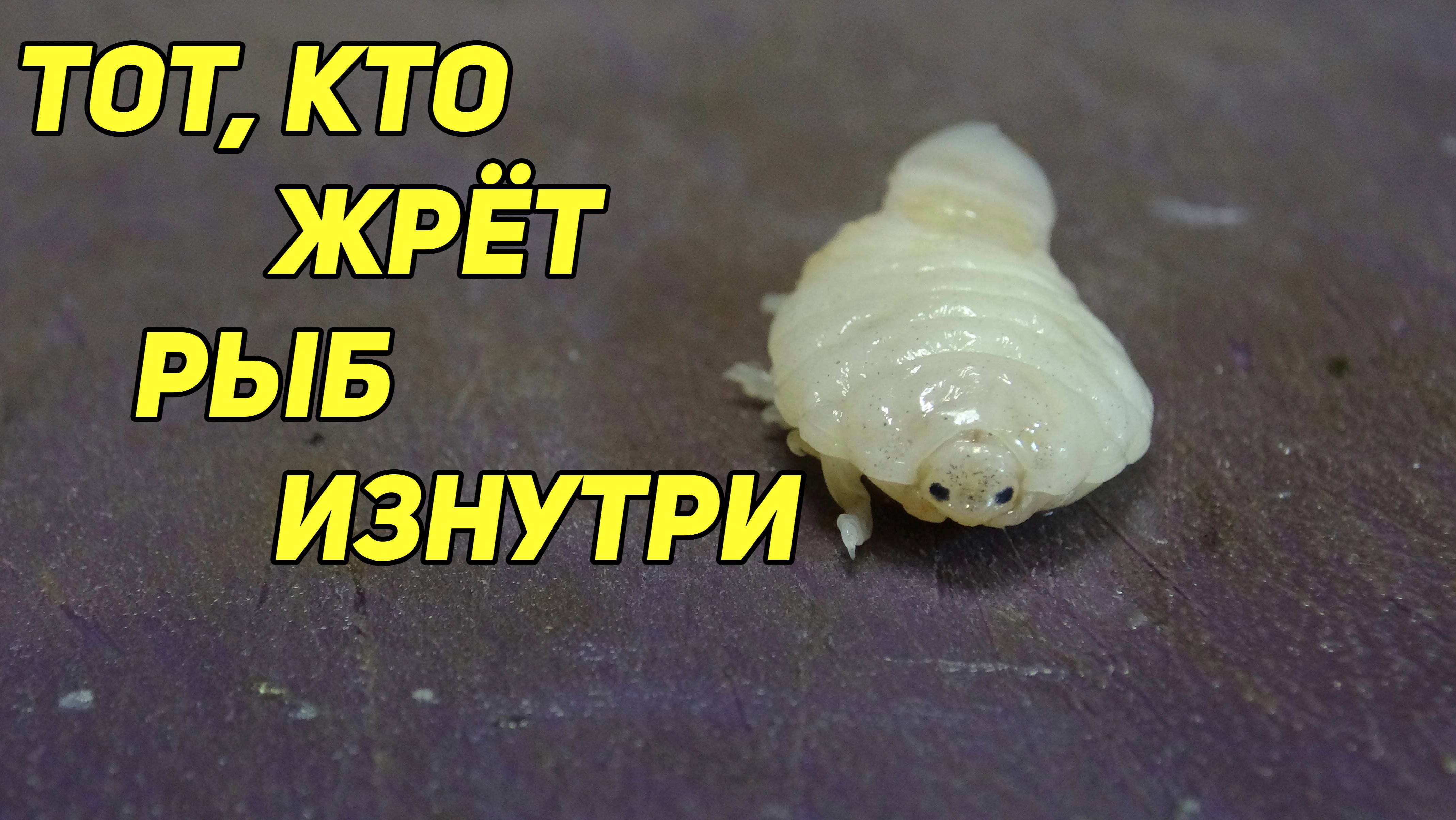 ТОТ, КТО ЖРЁТ РЫБ ИЗНУТРИ 💀