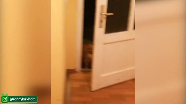 Смотрите Эти Забавные Видео С Кошками И Собаками, Чтобы Смеяться Весь День Напролет
