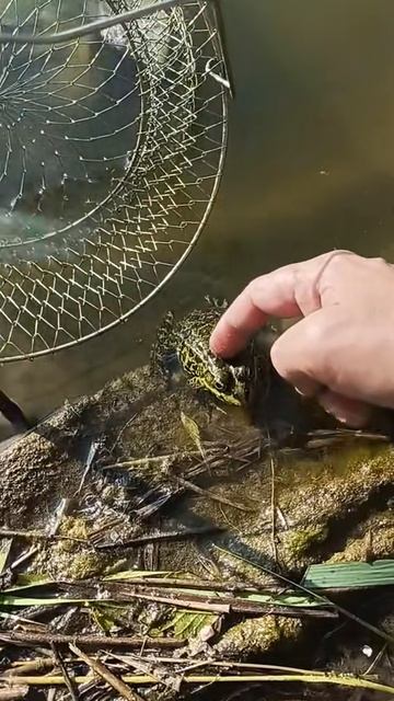 Мужик, погладишь?