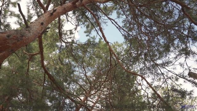 Он настолько прекрасен, что кажется нереальным! - Jungle World -- Kirk Osamayo -- Season Two (GREEN)